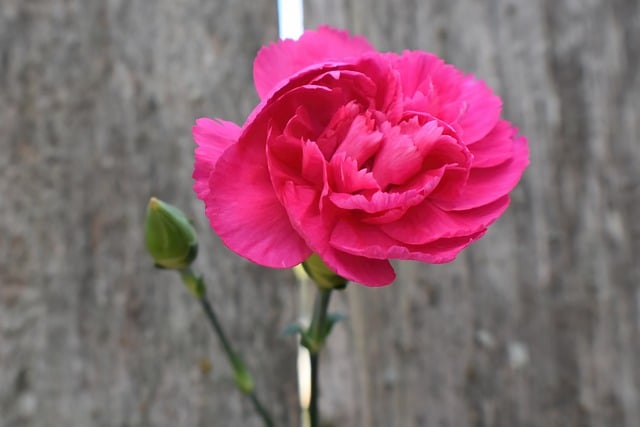 Free download carnation pink flower flower bloom free picture to be edited with GIMP free online image editor