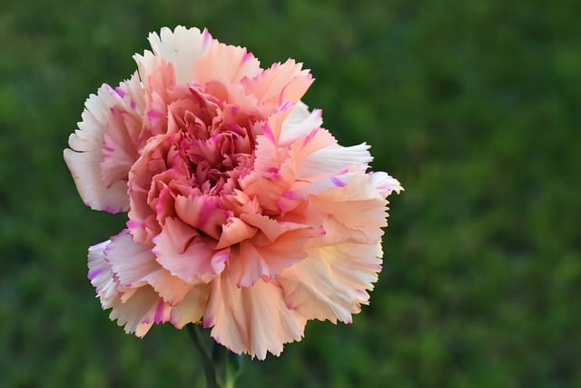 Free download carnation pink flower flower plant free picture to be edited with GIMP free online image editor