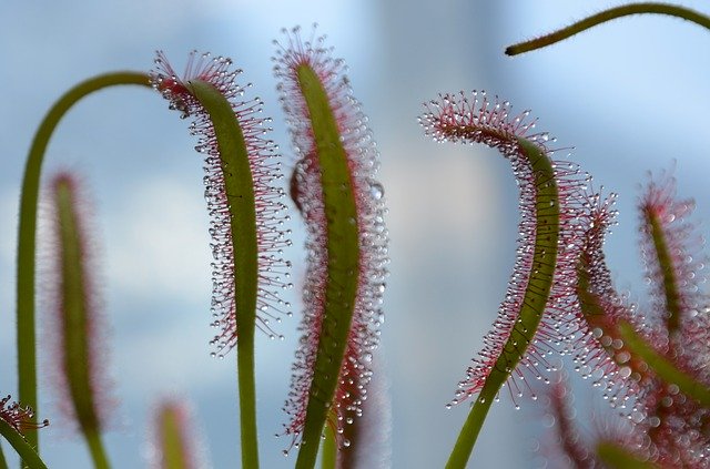 Free download Carnivorous Plant Drop Green -  free photo or picture to be edited with GIMP online image editor