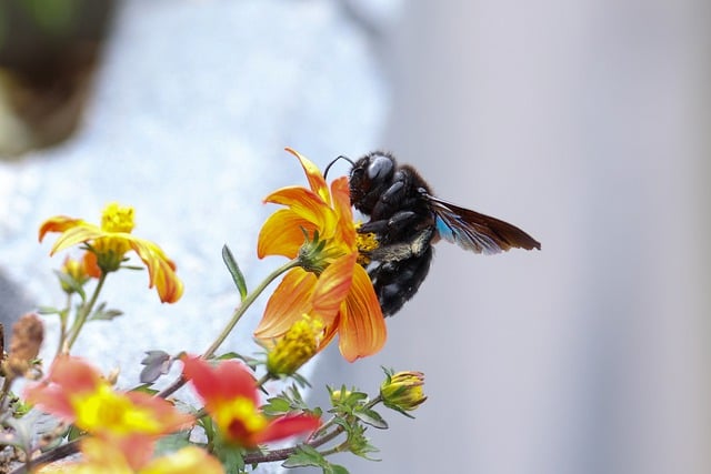 Free download carpenter bee flowers pollination free picture to be edited with GIMP free online image editor