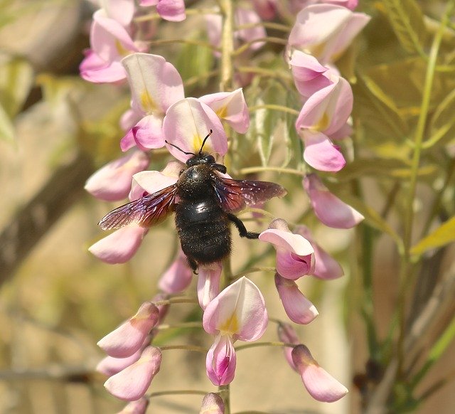 Free download Carpenter Bee Xylocopa -  free photo or picture to be edited with GIMP online image editor