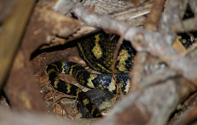 Free download Carpet Python Snake -  free photo or picture to be edited with GIMP online image editor