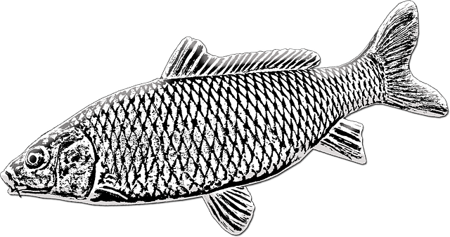 Free download Carp Fish Fishing -  free illustration to be edited with GIMP free online image editor