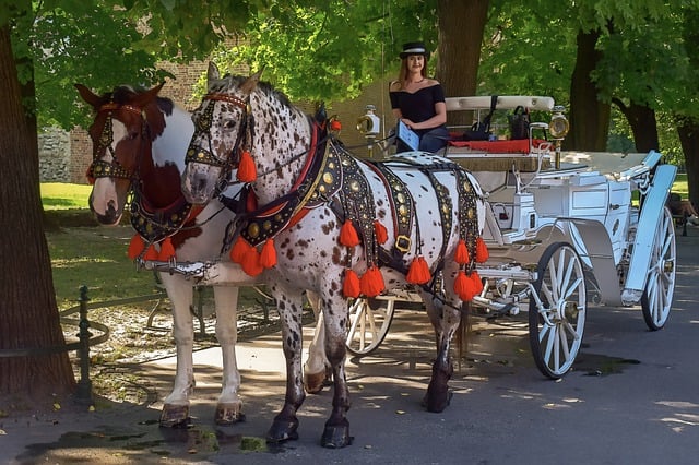 Free download carriage horses alley tourism free picture to be edited with GIMP free online image editor