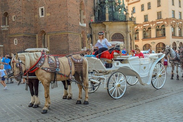 Free download Carriage Horses Girl -  free photo or picture to be edited with GIMP online image editor