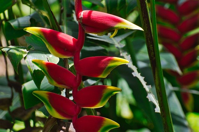 Free download Cartago Costa Rica Heliconia -  free photo or picture to be edited with GIMP online image editor