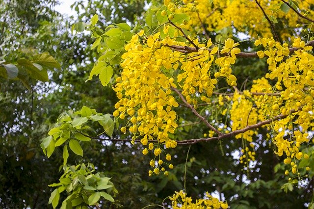 Unduh gratis Cassia Fistula Golden Shower Tree - foto atau gambar gratis untuk diedit dengan editor gambar online GIMP