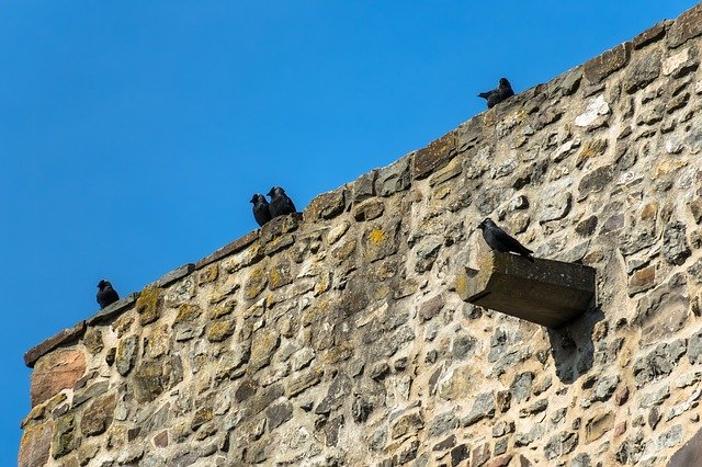 Free download Castle Wall Jackdaws Watch -  free photo or picture to be edited with GIMP online image editor