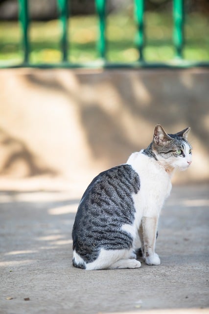 Free download cat aegean cat bengal cat house pet free picture to be edited with GIMP free online image editor