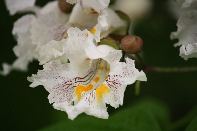 免费下载 Catalpa 开花的树 - 使用 GIMP 在线图像编辑器编辑的免费照片或图片