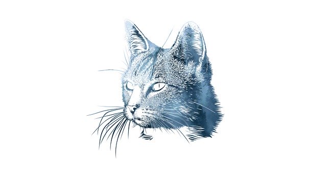 Free download Cat Animalia Nice -  free illustration to be edited with GIMP free online image editor