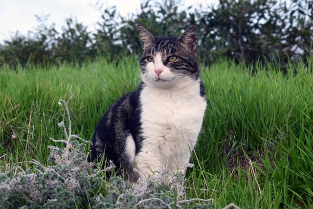 Free download cat animal posing outdoors prairie free picture to be edited with GIMP free online image editor