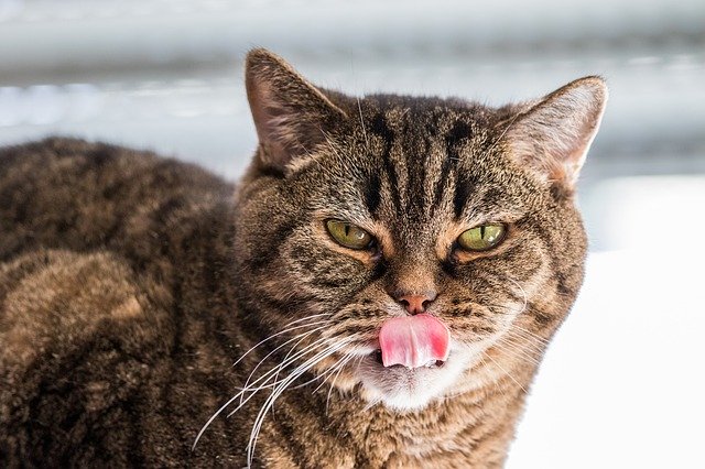 Bezpłatne pobieranie Cat Bkh British Shorthair - bezpłatne zdjęcie lub obraz do edycji za pomocą internetowego edytora obrazów GIMP