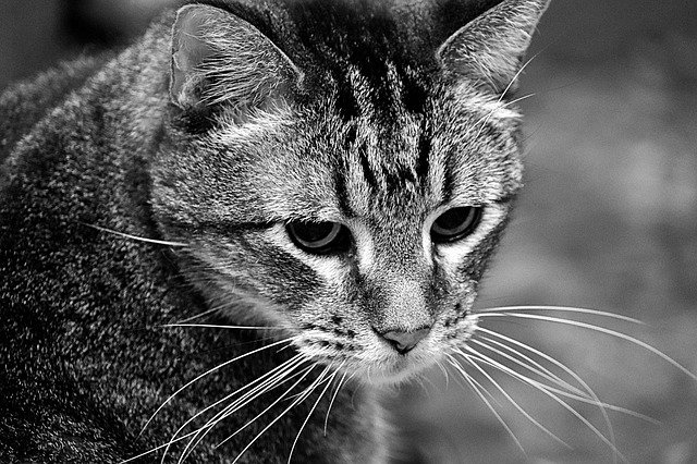 Free download Cat Black And White Thoughtful -  free free photo or picture to be edited with GIMP online image editor