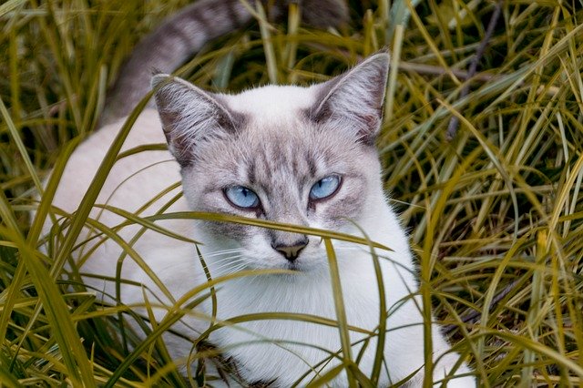 Free download Cat Blue Eyes Pet -  free photo or picture to be edited with GIMP online image editor
