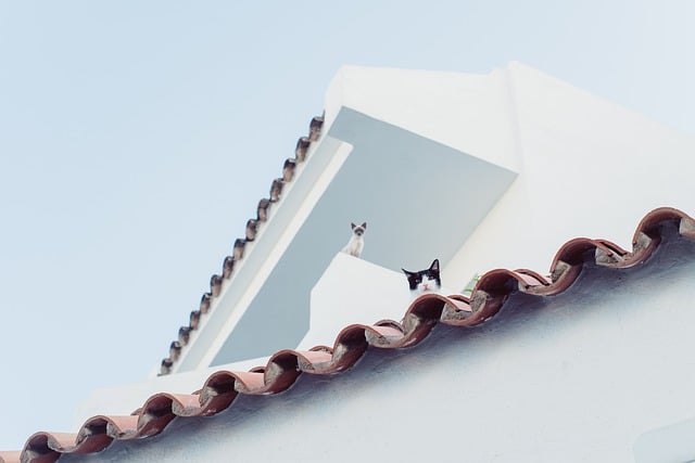 Free download cat city roof look at watch free picture to be edited with GIMP free online image editor