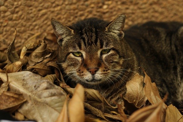 Free download Cat Close Up Green -  free photo or picture to be edited with GIMP online image editor