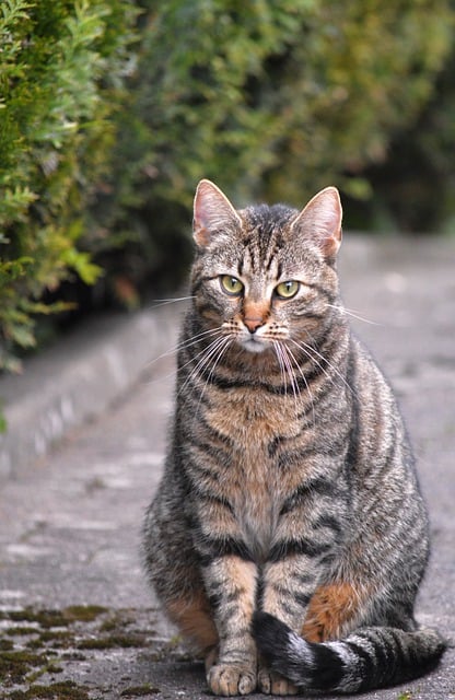 Free download cat domestic cat garden outdoors free picture to be edited with GIMP free online image editor