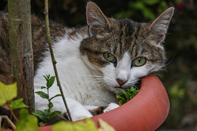 Free download cat domestic cat plant pot lies free picture to be edited with GIMP free online image editor