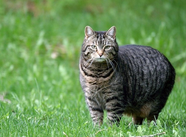 Free download Cat Domestic Tabby -  free photo or picture to be edited with GIMP online image editor