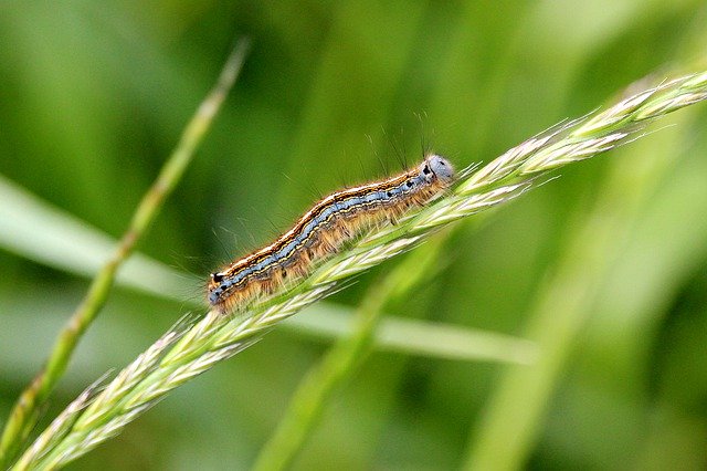 Free download Caterpillar Colorful Field -  free photo or picture to be edited with GIMP online image editor