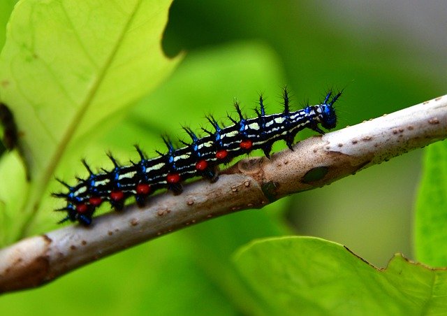 Free download Caterpillar Foliage Nature -  free photo or picture to be edited with GIMP online image editor