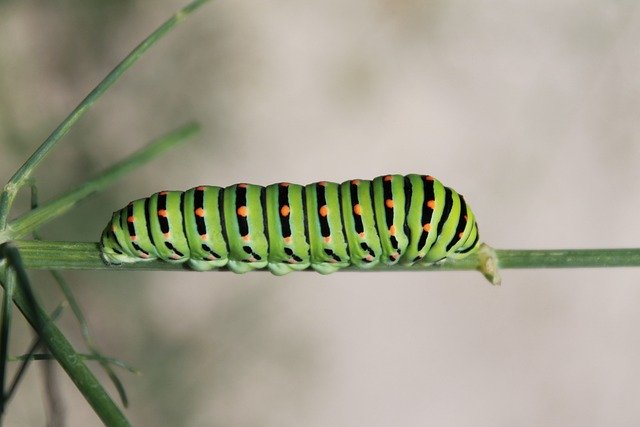 Free download Caterpillar Green Nature -  free photo or picture to be edited with GIMP online image editor