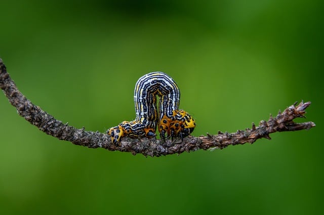 Free download caterpillar insect animal nature free picture to be edited with GIMP free online image editor