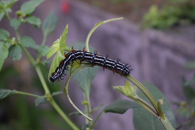 Free download Caterpillar Insect Butterfly -  free photo or picture to be edited with GIMP online image editor