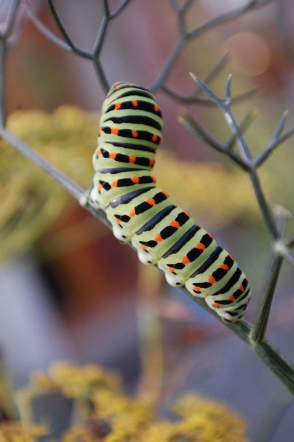 Free download Caterpillar Interesting Outdoors -  free photo or picture to be edited with GIMP online image editor