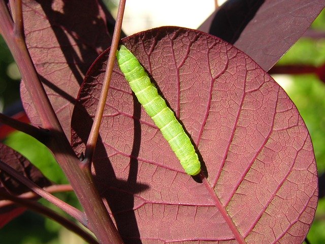 Free download Caterpillar Leaf Nature -  free photo or picture to be edited with GIMP online image editor