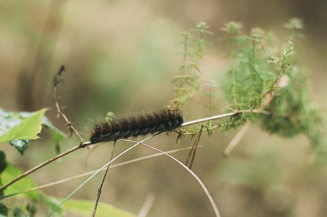 Free download Caterpillar Macro Forest -  free photo or picture to be edited with GIMP online image editor