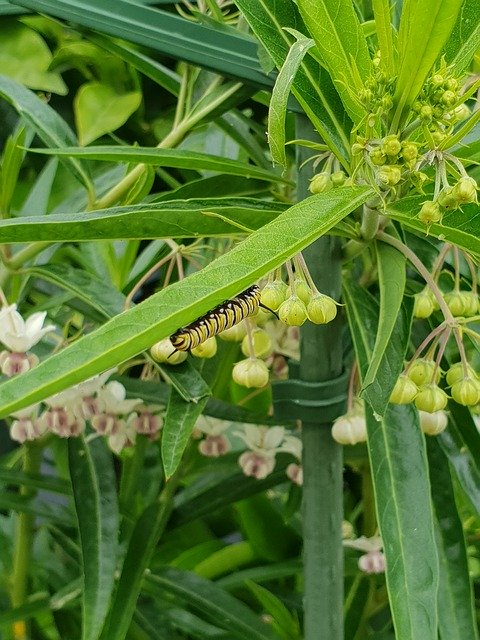 Free download Caterpillar Monarch Butterfly Swan -  free photo or picture to be edited with GIMP online image editor