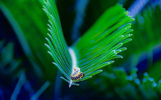 Free download caterpillar plants insect garden free picture to be edited with GIMP free online image editor