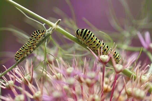 Free download caterpillars butterfly crossing free picture to be edited with GIMP free online image editor