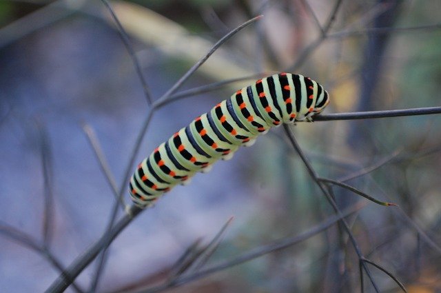 Free download Caterpillars Wildlife -  free photo or picture to be edited with GIMP online image editor