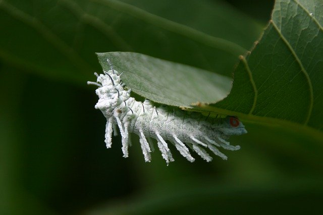 Free download Caterpillar White Green -  free photo or picture to be edited with GIMP online image editor