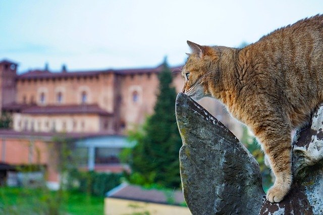 Free download Cat European Agility -  free photo or picture to be edited with GIMP online image editor