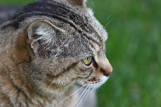 Téléchargement gratuit de Cat Eye Angry - photo ou image gratuite à modifier avec l'éditeur d'images en ligne GIMP