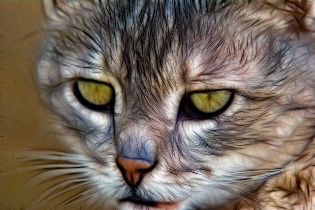 Free download Cat Face Feline -  free illustration to be edited with GIMP free online image editor