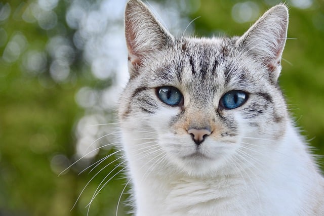 Free download cat feline alley cat blue eyes free picture to be edited with GIMP free online image editor