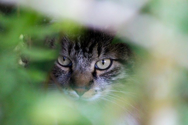 Free download Cat Feline Animalia -  free photo or picture to be edited with GIMP online image editor