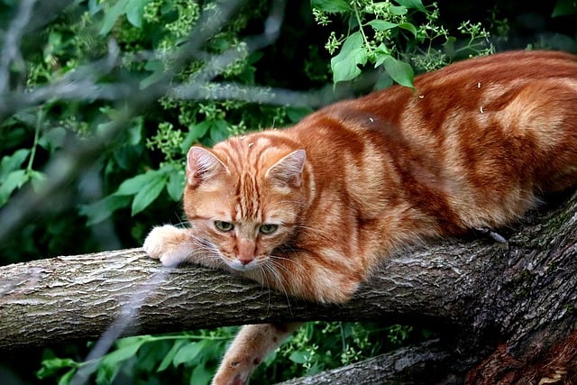 Free download cat feline animal nature forest free picture to be edited with GIMP free online image editor