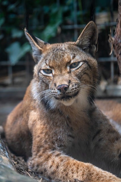 Free download cat feline caracal close up animal free picture to be edited with GIMP free online image editor