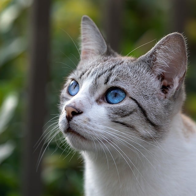 Free download cat feline eyes blue eyes fur pet free picture to be edited with GIMP free online image editor