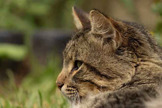 Free download cat feline face whiskers animal free picture to be edited with GIMP free online image editor