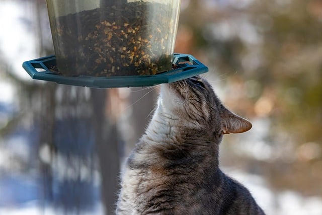 Free download cat feline feeder pet nature free picture to be edited with GIMP free online image editor