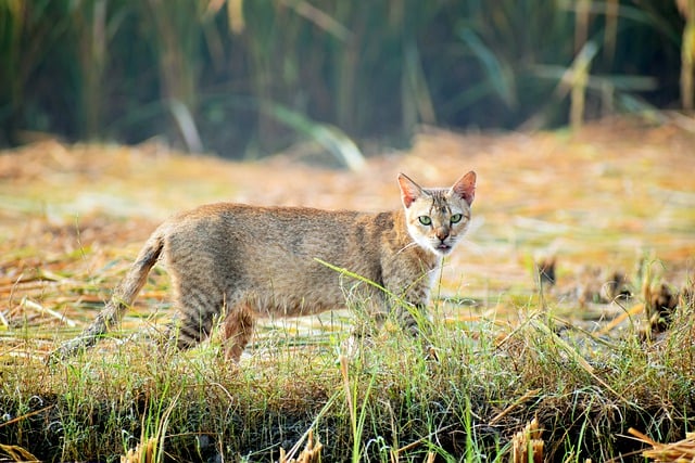 Free download cat feline fur whiskers wildlife free picture to be edited with GIMP free online image editor