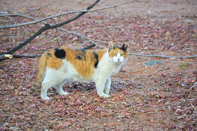 Free download cat feline kitty kitten grass free picture to be edited with GIMP free online image editor