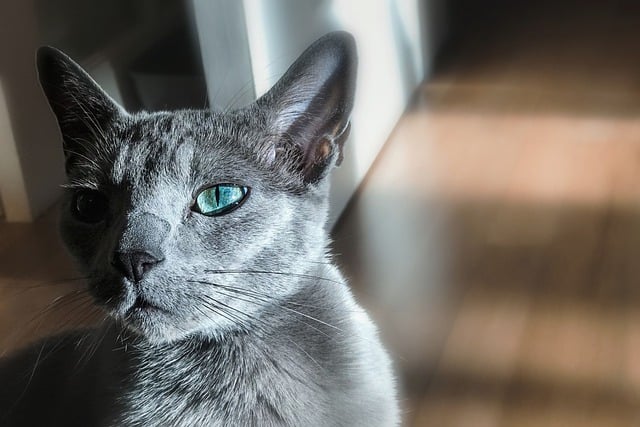 Free download cat feline kitty russian blue eyes free picture to be edited with GIMP free online image editor